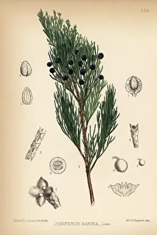 Juniper: Savin juniper, Juniperus sabina