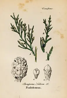 Juniper: Savin juniper, Juniperus sabina