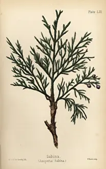Juniper: Savin juniper or sabina, Juniperus sabina