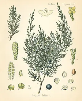 Juniper: Savin juniper or savin, Juniperus sabina