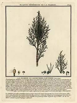 Savin: Savin juniper or savin, Juniperus sabina