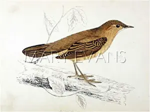 Savi: SAVI'S WARBLER (MORRIS)