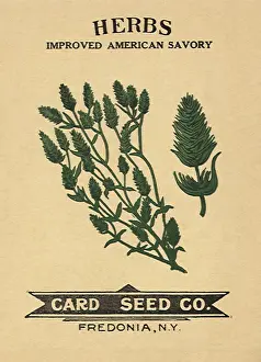 Packets: Savory Seed Packet