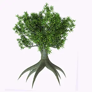 Shrub: Saw banksia tree illustration
