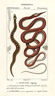 Dizionario: Saw-scaled viper and Madagascar leafnose snake