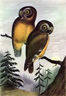 Yellowish: Saw-whet Owl (Aegolius acadicus)