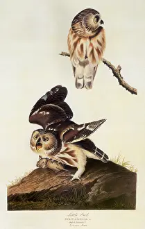 Audubon: Saw-Whet Owl (Aegolius acadicus)