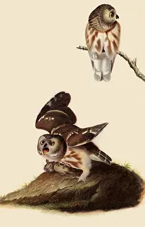 Owls: Saw-Whet Owls