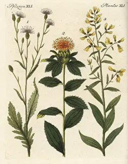 Dyers: Saw-wort, safflower and dyer's broom