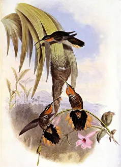 Throat: Sawbill, Grypus N...aevius