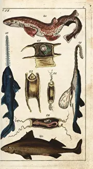 Angular: Sawfish, angular rough shark, spotted catshark, and young
