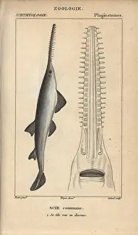 Pristis: Sawfish or carpenter shark, Pristis pristis