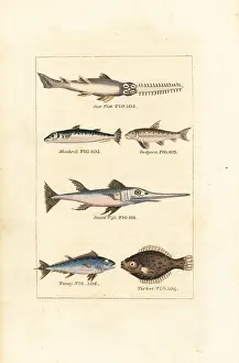 Turbot: Sawfish, mackerel, swordfish, tuna, etc