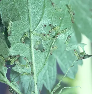 Devouring: Sawfly larvae devouring a leaf