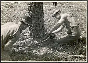 Fellers: SAWING A TREE