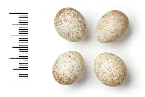 Clutch: Saxicola caprata, pied bushchat