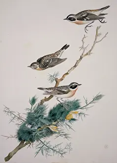 Muscicapidae: Saxicola rubetra, whinchat