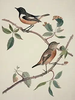 Bramble: Saxicola torquata, common stonechat