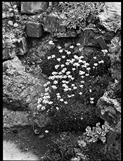 Breakers: Saxifraga Cespitosa (Tufted Saxifrage)