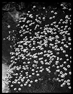 Breakers: Saxifraga Cespitosa (Tufted Saxifrage)
