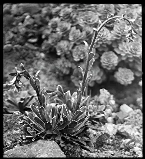 Breakers: Saxifraga Cotyledon Pyramidalis