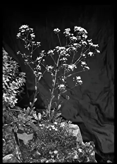 Breakers: Saxifraga Cotyledon Pyramidalis
