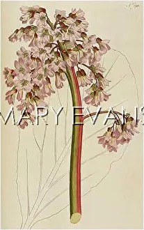 Saxifraga: SAXIFRAGA CRASSIFOLIA