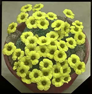 Breakers: Saxifraga Faldonside