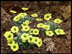 Breakers: Saxifraga Faldonside
