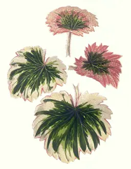 Blush: Saxifraga Fortunei