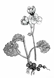 Roots: Saxifraga granulata