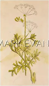 Saxifraga: SAXIFRAGA GRANULATA