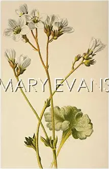 Saxifraga: SAXIFRAGA GRANULATA