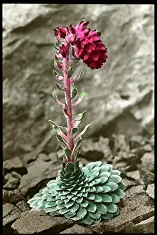 Breakers: Saxifraga Grisebachii