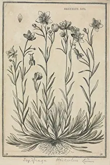Saxifragales: Saxifraga hirculus, Marsh saxifrage