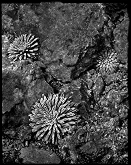 Breakers: Saxifraga Longifolia