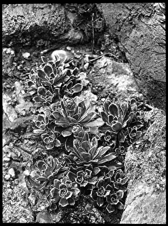 Breakers: Saxifraga Macnabiana