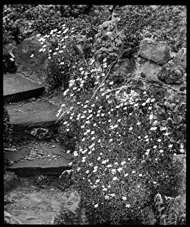 Breakers: Saxifraga Palmata, growing by steps