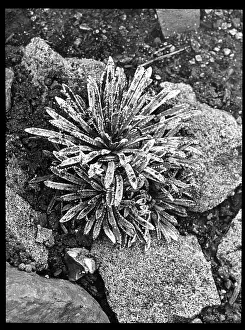 Breakers: Saxifraga Paradoxa