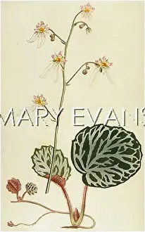 Saxifraga: SAXIFRAGA SARMENTOSA