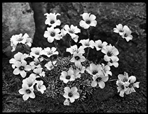 Breakers: Saxifraga Suendermannii