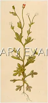 Fingered: SAXIFRAGA TRIDACTYLITES