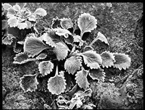 Breakers: Saxifraga Umbrosa Pectinata