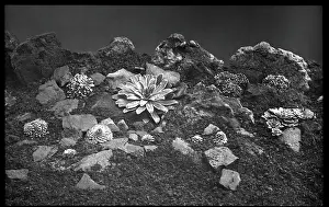 Breakers: Saxifraga varieties in a rocky setting
