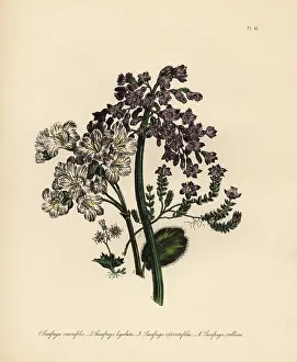 Loudon: Saxifragus species