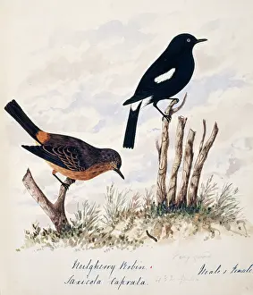 Bushby: Saxiola caprata, pied bushchat