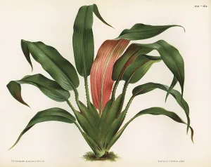 Aculeata: Saxofridericia aculeata