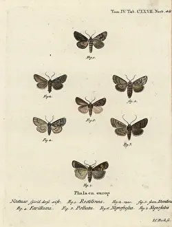 Spangled: Saxon, shears, marsh dagger, brown-spot pinion, white-line