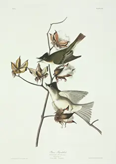 Tyrant: Sayornis phoebe, eastern phoebe