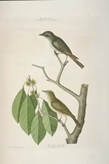 Tyrant: Sayornis phoebe, eastern phoebe, Vireo olivaceus, red-eyed v